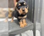 Small Photo #12 Rottweiler Puppy For Sale in MARION, SC, USA