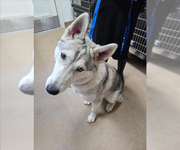 Medium Photo #1 Siberian Husky Puppy For Sale in Norco, CA, USA