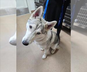 Siberian Husky Dogs for adoption in Norco, CA, USA