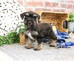 Small #9 Schnauzer (Miniature)