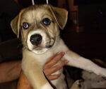 Puppy 6 American Pit Bull Terrier-Siberian Husky Mix