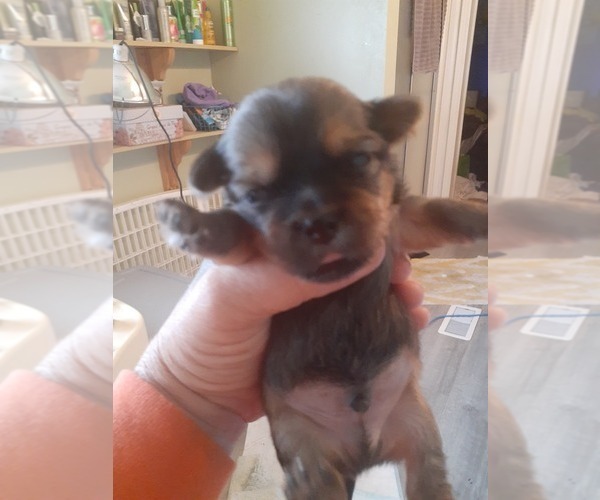 Medium Photo #1 Shorkie Tzu Puppy For Sale in MYRTLE BEACH, SC, USA