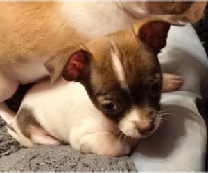 Chihuahua Puppy for sale in SPRINGFIELD, OH, USA