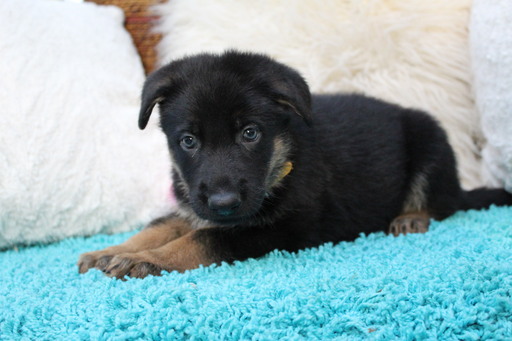 Medium Photo #2 German Shepherd Dog Puppy For Sale in OCALA, FL, USA