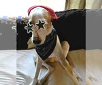 Small Photo #4 Mutt Puppy For Sale in Boonton, NJ, USA