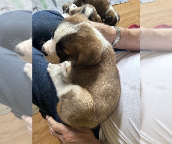 Medium Photo #2 Saint Bernard Puppy For Sale in CAPON BRIDGE, WV, USA