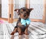 Small #1 Yorkshire Terrier