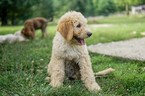 Puppy 3 Komondor-Poodle (Standard) Mix