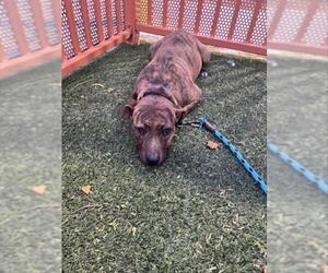 Mutt Dog for Adoption in Las Vegas, Nevada USA