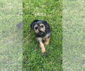 Dachshund-Unknown Mix Dogs for adoption in FRAMINGHAM, MA, USA