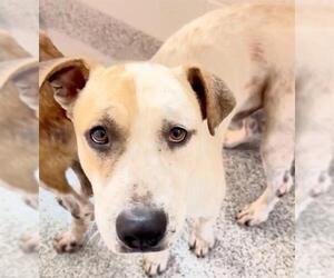 BEVO - Male American Staffordshire Terrier-Unknown Mix Dog for Adoption - Photo #2