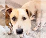 Small #1 Staffordshire Bull Terrier Mix