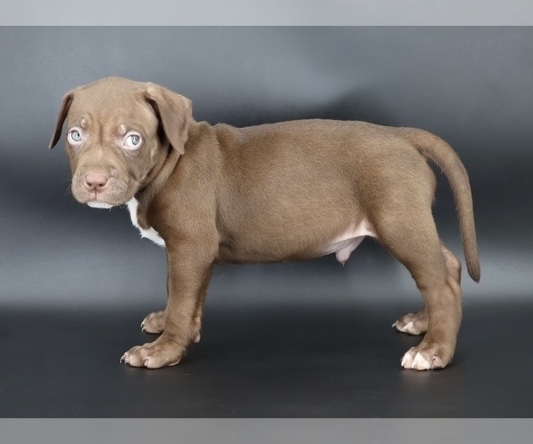 Medium Photo #2 American Bully Puppy For Sale in CHAMPAIGN, IL, USA