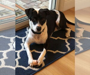 Khloe - Female Jack Russell Terrier-Unknown Mix Dog for Adoption - Photo #4