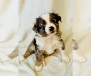 Miniature Australian Shepherd Puppy for sale in MARSING, ID, USA