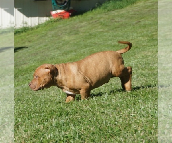 Medium Photo #1 American Bully Puppy For Sale in BIG STONE GAP, VA, USA