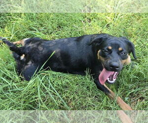 Labrottie Dogs for adoption in Glen Allen, VA, USA
