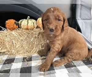 Goldendoodle-Irish Doodle Mix Puppy for sale in COCOA, FL, USA