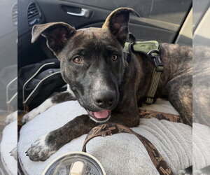 Mutt Dogs for adoption in Fargo, ND, USA