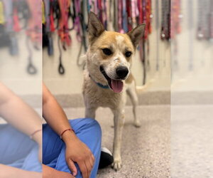 Siberian Husky-Unknown Mix Dogs for adoption in Brighton, CO, USA