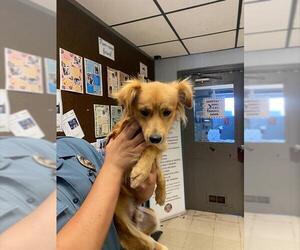 German Shepherd Dog-Unknown Mix Dogs for adoption in Stockton, CA, USA