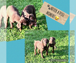 Small #4 Doberman Pinscher