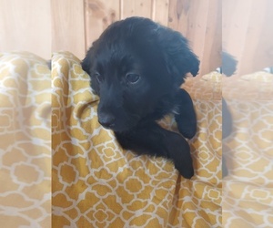 Aussiedoodle Miniature Puppy for sale in CANON CITY, CO, USA