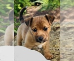 Puppy Roger Jack Russell Terrier