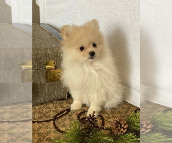 Medium Photo #8 Pomeranian Puppy For Sale in DOWNING, MO, USA