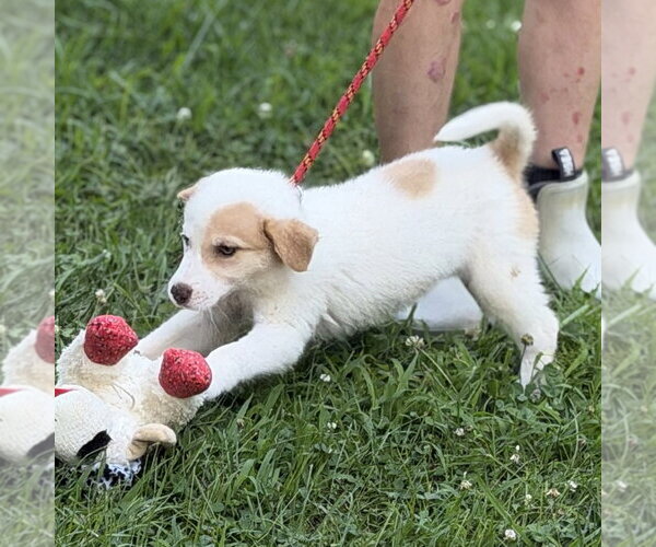 Medium Photo #2 Great Pyrenees Puppy For Sale in Yardley, PA, USA