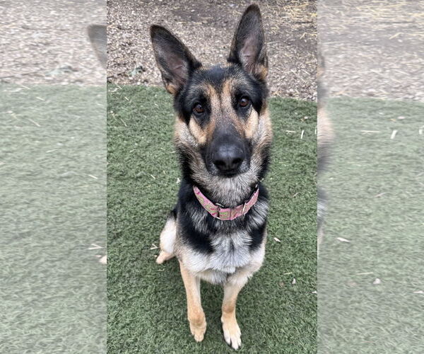 Medium Photo #2 German Shepherd Dog Puppy For Sale in Leavenworth, KS, USA