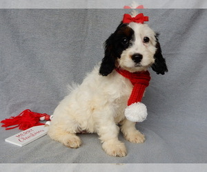 Cockapoo Puppy for sale in MILLERSBURG, OH, USA