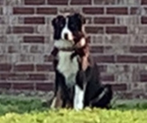 Mother of the Australian Shepherd puppies born on 04/23/2025