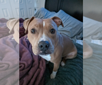 Small #4 Boxer-Staffordshire Bull Terrier Mix