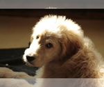 Small #6 Goldendoodle
