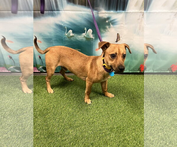 Medium Photo #1 Chiweenie Puppy For Sale in Euless, TX, USA