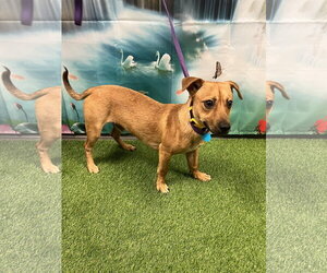 Chiweenie Dogs for adoption in Euless, TX, USA