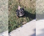 Small Photo #9 French Bulldog Puppy For Sale in STKN, CA, USA