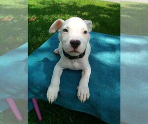 American Pit Bull Terrier Puppy for sale in BAYTOWN, TX, USA