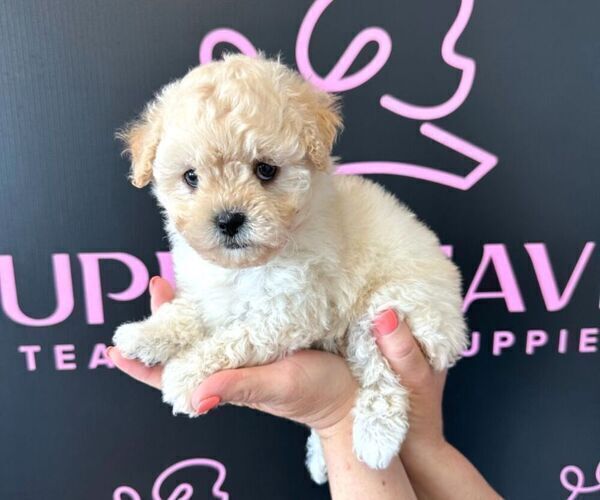 Medium Photo #9 Maltipoo Puppy For Sale in LAS VEGAS, NV, USA