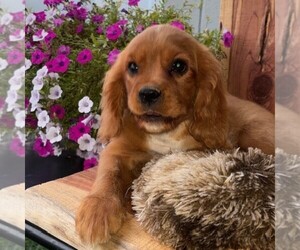 Golden Cavalier Puppy for sale in TUSCOLA, IL, USA