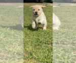 Small Photo #6 Labrador Retriever Puppy For Sale in GERBER, CA, USA