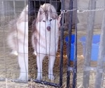 Small Photo #1 Siberian Husky Puppy For Sale in KENNEWICK, WA, USA