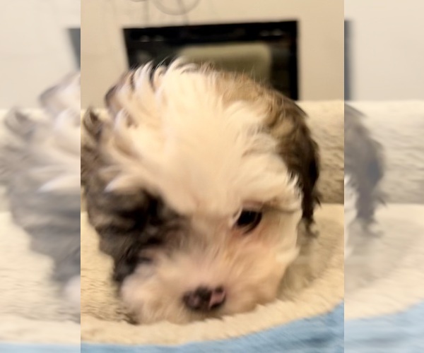 Medium Photo #13 Zuchon Puppy For Sale in RENO, NV, USA