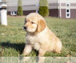 Small Photo #2 Golden Retriever Puppy For Sale in FREDERICKSBURG, OH, USA