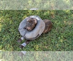 Puppy Big Blueblue Cane Corso