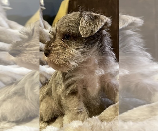 Medium Photo #5 Schnauzer (Miniature) Puppy For Sale in WALNUT COVE, NC, USA