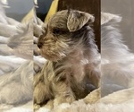 Small Photo #5 Schnauzer (Miniature) Puppy For Sale in WALNUT COVE, NC, USA