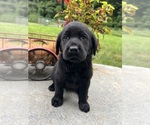 Small #1 Labrador Retriever