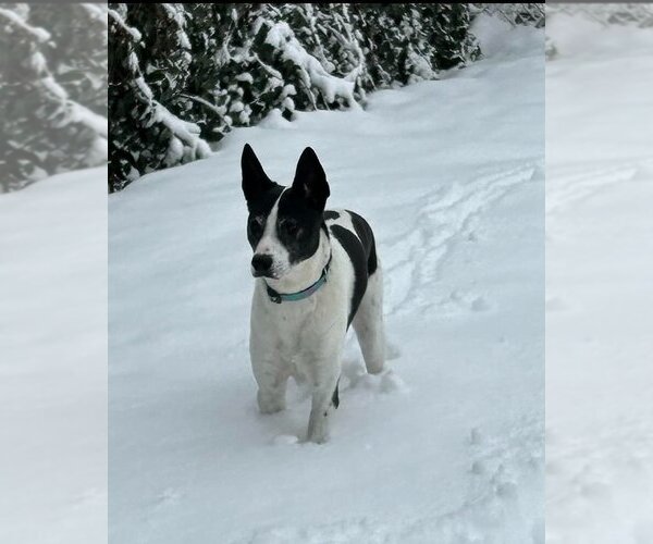 Medium Photo #3 Border Collie-Unknown Mix Puppy For Sale in Salt Lake City, UT, USA